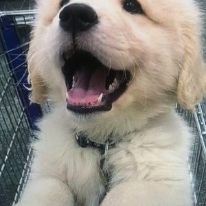 Meet your Posher, Krista